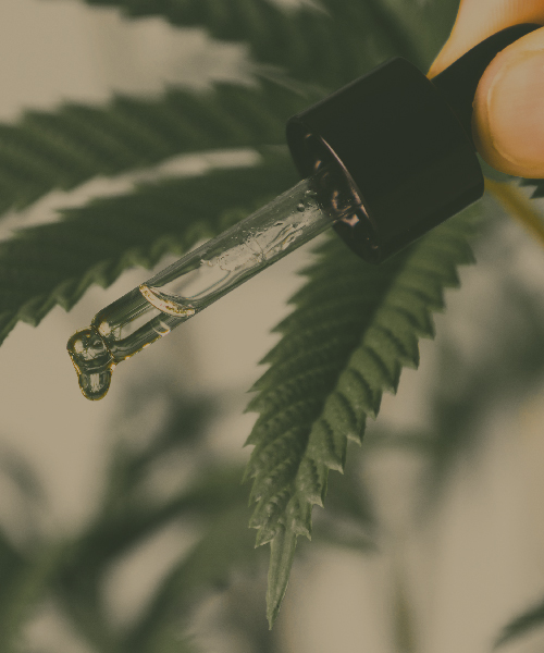 cbd oil drop cannabis